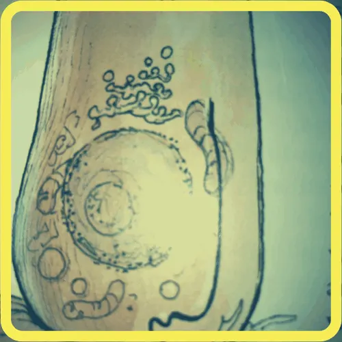 A close up of a hand drawn cell